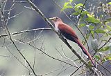 Squirrel Cuckoo